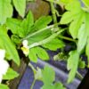 Thumbnail of post image 033