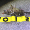 Thumbnail of post image 158