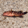 Thumbnail of post image 113
