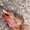 Thumbnail of post image 169
