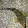 Thumbnail of post image 095