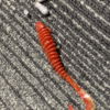 Thumbnail of post image 064