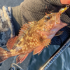 Thumbnail of post image 145
