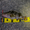 Thumbnail of post image 116