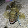 Thumbnail of post image 053