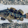 Thumbnail of post image 155