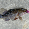 Thumbnail of post image 061