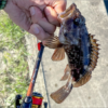 Thumbnail of post image 076