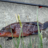 Thumbnail of post image 134