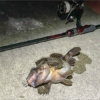 Thumbnail of post image 051