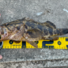 Thumbnail of post image 148