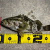 Thumbnail of post image 131