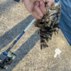 Thumbnail of post image 161