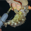 Thumbnail of post image 001