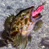 Thumbnail of post image 058