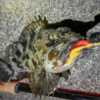 Thumbnail of post image 043