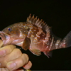 Thumbnail of post image 084