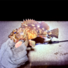 Thumbnail of post image 105